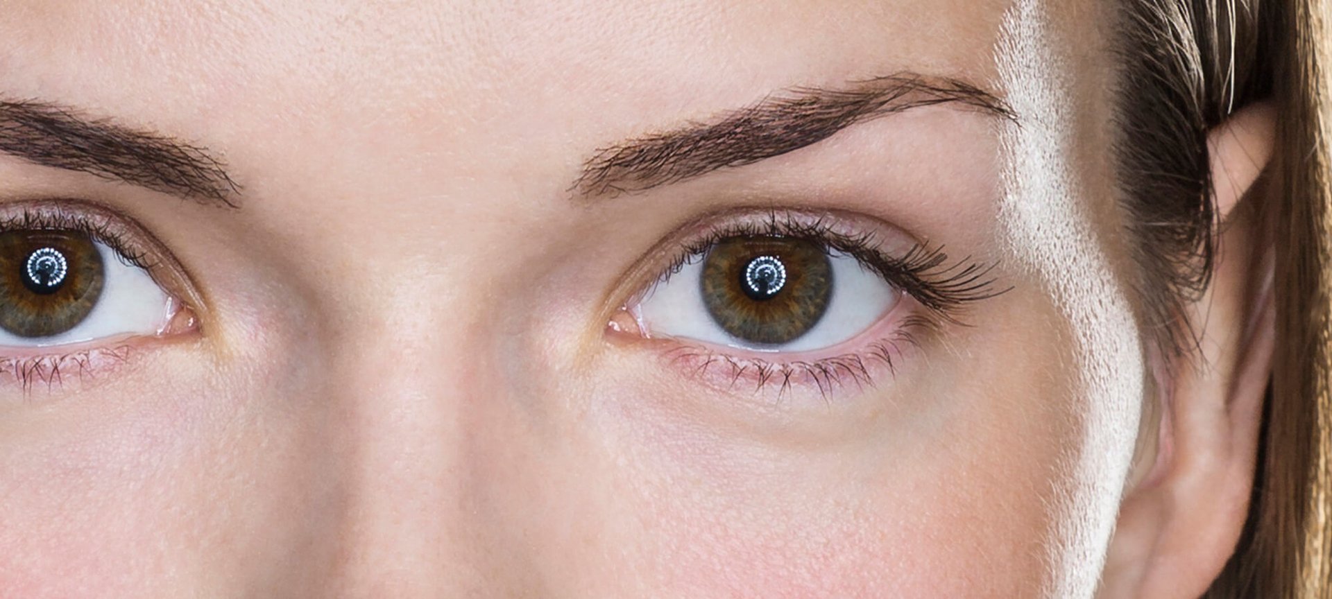 Propolis The Facts And The Fiction Article